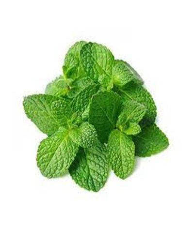 Mint Leaves Hydroponic