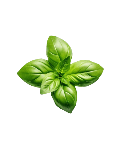 Italian Basil