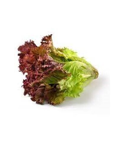 Lettuce Lolo Rosso