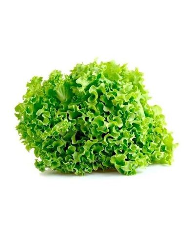 Lettuce Locarno