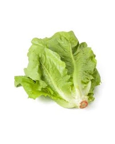 Lettuce Romaine