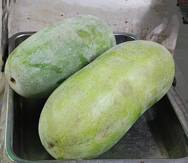 Ash Gourd ( Kerala )